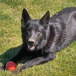 Belgian Malinois and German Shepherds from Boisdarc K9