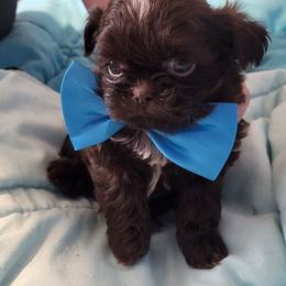 BaBoo - Sable male Shih Tzu puppy in Newport, Arkansas from Gina's Lil Zues and Yorkies Kennel