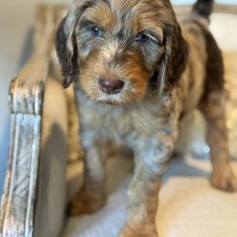 Billie - Merle female Goldendoodle puppy in Chapin, South Carolina from Kava Kennels