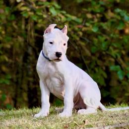 Blue - White male Dogo Argentino puppy in Powder Springs, Georgia from Primo Kennels