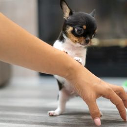 Teeny tiny Remy - Black and tan male Chihuahua puppy in Jacksonville, Florida from Petits Chihuahuas