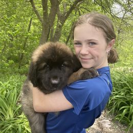 Leonberger Puppies from Lionsview Chalet