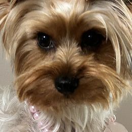 Yorkshire Terriers from Yorkie Glee