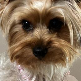 Yorkshire Terriers from Yorkie Glee