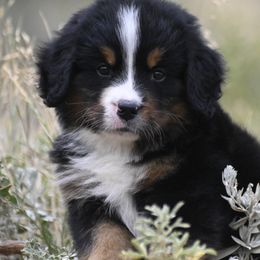 Yellow Collar Girl - Tri-color female Bernese Mountain Dog puppy in Loveland, Colorado from Grateful Bernese & Gage's Goldens