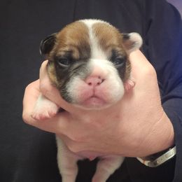 Boy 3 - Fawn and white male French Bulldog puppy in North Platte, Nebraska from Honey Hole Frenchies
