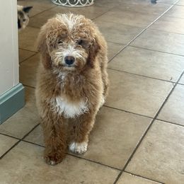 Luna - Apricot female Goldendoodle puppy in Whitensville, Massachusetts from KAP Doodles