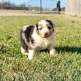 Ketchup (turquoise collar) - Blue merle male Australian Shepherd puppy in Ashland, Ohio from SS Australian Shepherds