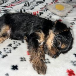 Morkie Puppies from McConnell’s Morkies