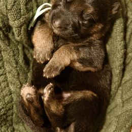 German Shepherd Puppies from Platz German Shepherds