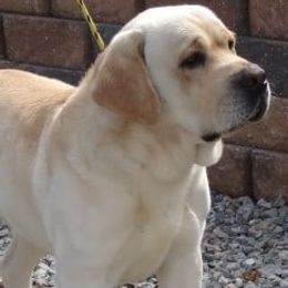 China Rose - Labrador Retriever