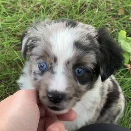 Miniature Australian Shepherd and Toy Australian Shepherd Puppies from Pawesome Lil Aussies