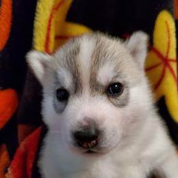 Nutmeg (purple) - Gray and white female Siberian Husky puppy in Elk River, Minnesota from Naturez Siberians