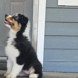 Annie - Black tri-color female Australian Shepherd puppy in Wauneta, Nebraska from 4H Aussies