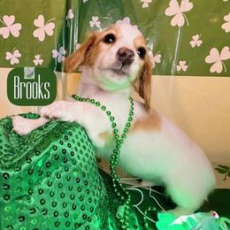 Brooks - Piebald male Dachshund puppy in Waseca, Minnesota from Dragonfly Doxies