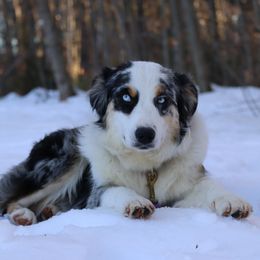 Fallon - Miniature Australian Shepherd