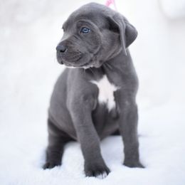 Layla - Gray brindle female Cane Corso puppy in Kent, Washington from Grande Kennels