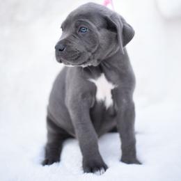 Layla - Gray brindle female Cane Corso puppy in Kent, Washington from Grande Kennels