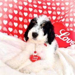 Blitzen - Black and white male Bernedoodle puppy in Lookout, California from Remington Kennels, LLC