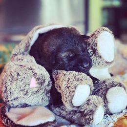 German Shepherd Puppies from Keys K9s