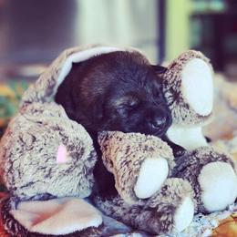German Shepherd Puppies from Keys K9s