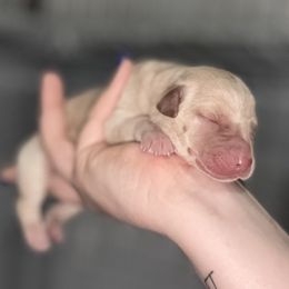 Yellow girl 1 - Yellow female Labrador Retriever puppy in Houston, Texas from CMJ Kennels