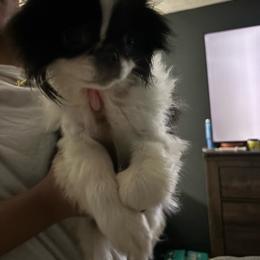 Luffy - White and black male Japanese Chin puppy in Connecticut from Lissette's pups chins and bullies