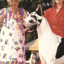 Great Danes from Notoriety Danes