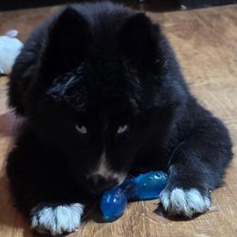 Magnolia - Black and white female Siberian Husky puppy in East Tawas, Michigan from BurnsBerg's Woolies