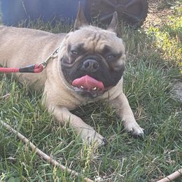 French Bulldog and Neapolitan Mastiff All Grown Up from Unique Uprisings