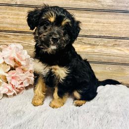 Rylee - Black phantom female Aussiedoodle puppy in Hamilton, Michigan from White Pine Farm