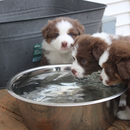 Australian Shepherd Puppies from Starlit Grove Australian Shepherds