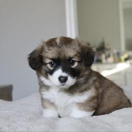 Rose (fluffy) - Red female Pembroke Welsh Corgi puppy in Goliad, Texas from Rogers’ Fluffy Butt Corgis