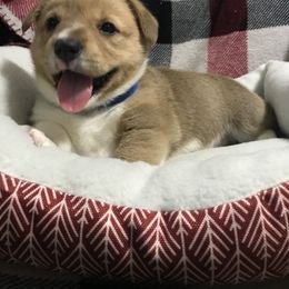 Pembroke Welsh Corgi Puppies from Hammon Pembroke Welsh Corgis