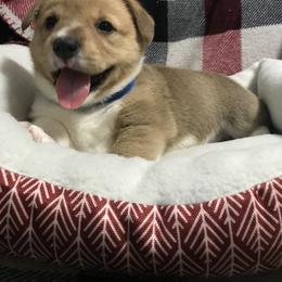 Pembroke Welsh Corgi Puppies from Hammon Pembroke Welsh Corgis