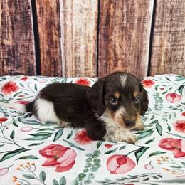 Cosmo - Piebald male Dachshund puppy in Malad City, Idaho from Mountain Sage Dachshunds
