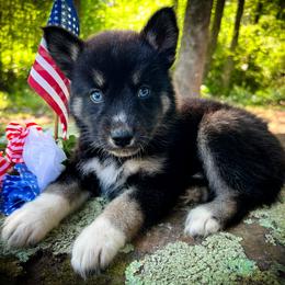 Dee - Black and white female Siberian Husky puppy in Union Grove, Alabama from Southern Siberian Life
