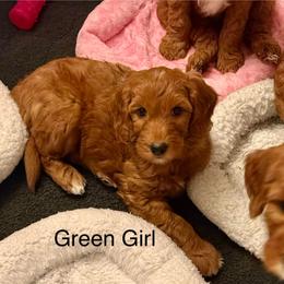 Green Girl - Red  female Goldendoodle puppy in Greensfork, Indiana from Fishermen’s Doodles