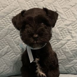 Miniature Schnauzer Puppies from Connies’ Cuties