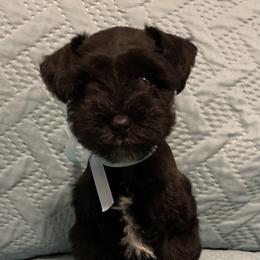 Miniature Schnauzer Puppies from Connies’ Cuties