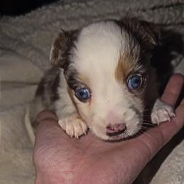 Red Merle female - Red merle female Toy Australian Shepherd puppy in Spirit Lake, Idaho from North Idaho Aussies
