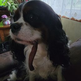 SIENA - Cavalier King Charles Spaniel