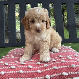 Ross - Buff and white male Cockapoo puppy in Bristow, Oklahoma from 10-Acre Woods Cockapoos