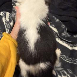Northern Lights North - Black and white male American Corgi puppy in Heyworth, Illinois from Schumaker Corgis