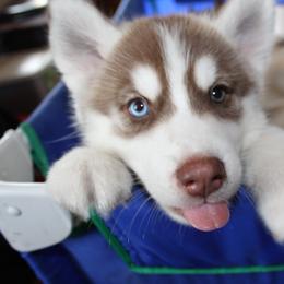 Siberian Husky Puppies from Tricia's Siberians