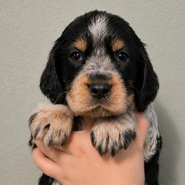Lark - Tri-Roan female English Springer Spaniel puppy in Fort White, Florida from Thunderbird Springers