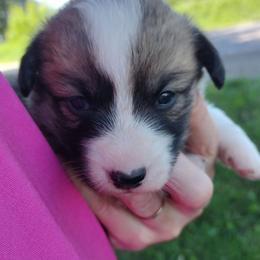 Triple Clear, OFA parents, Girl - Red female Pembroke Welsh Corgi puppy in Harpursville, New York from Rex Farm Corgis