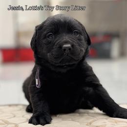 Jessie - Black female Labrador Retriever puppy in Owosso, Michigan from Bennington Retrievers