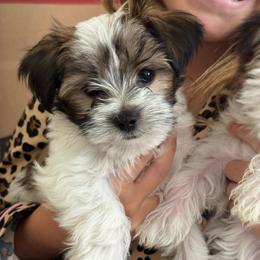 Lightning - Black & tan tri-color male Morkie puppy in Deltona, Florida from Pink Purse Designer Breeds
