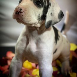 Great Dane Puppies from Sarabi’s Pride of Danes
